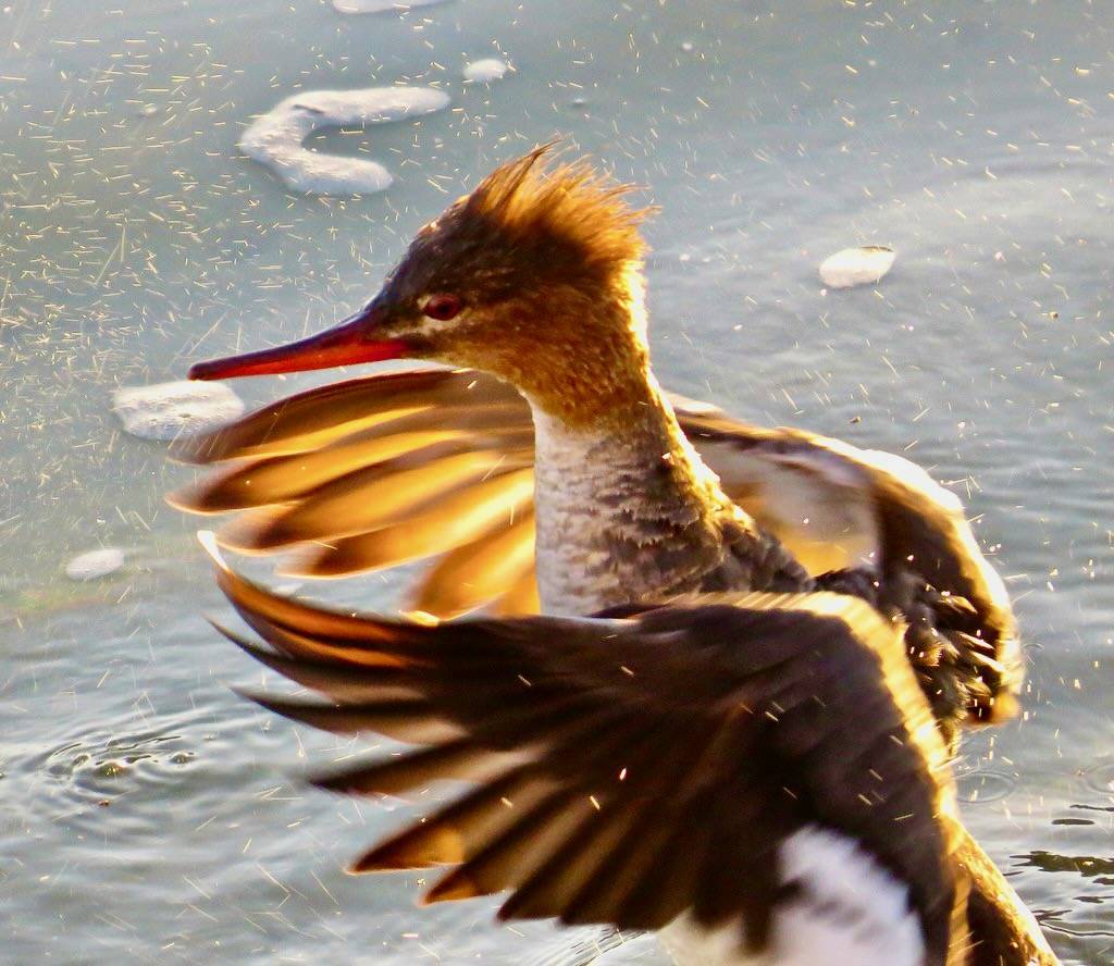 Female Red-Breasted Merganser, by morroelsie is licensed under CC BY-NC 2.0.